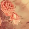 Irene Trần - @irenetran_013 - TikTok