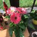 Irene Wallace - Facebook