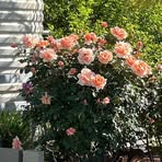 Irene Carlsen - Facebook