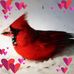 Irene Amorello Whelan - Facebook