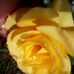 Irene Wright - Facebook