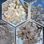 Irene Yip - @yip3475 - Instagram