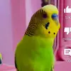 Irfan ullah - @irfanuk80 - TikTok