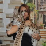 RoyalHunter-bengal, aby cat - @irina_royal_hunter - Instagram