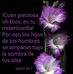Iris de Aragón - Facebook