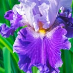 Iris Armstrong - Facebook