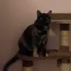 iris - @irisharrington - TikTok