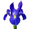 irisharrington865 - @irisharrington865 - TikTok