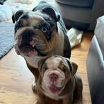 Iris & Arthur - @iris_arthur_bulldogs - Instagram
