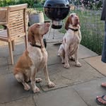 Iris and Arthur Huntingford - @iris_and_arthur_the_braccos - Instagram