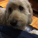 Iris Avery - @guppy_pesche - Instagram