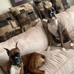 Iris, Avery and Jade 🐾☘️ - @onedobietwoboxers - Instagram