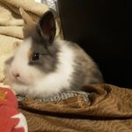 @iris_avery_lps - Instagram