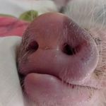 Iɾιʂ Ⴆαƈσɳ - @iris.pig.bacon - Instagram