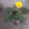 Iris Balderrama Duran - @irisbalderramad34 - TikTok