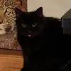 Iris - @irisbassett - TikTok