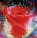 Iris Baum - Facebook