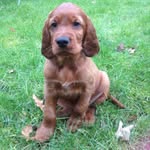 Baxter - @irishsetterbaxter - Instagram