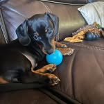 Iris Baxter - @iris_the_doxieworm - Instagram