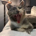 Iris Bean - @littlemissirisbean - Instagram