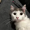 IRIS 🐈 - @iris.benavides.ar - TikTok