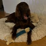 🐾Bentley🐾 - @bentley.the.irish_setter - Instagram