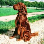 Bentley - @bentley_the_irish_setter - Instagram