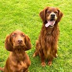Ingvar & Bentley, Irish Setters - @irishsetter.ingvar.bentley - Instagram