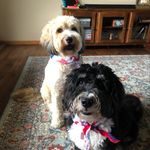 iris & bentley kowalczyk - @iris.and.bentley - Instagram