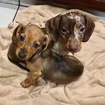 Iris, Bernard, and Auggie - @iris_bernard_and_auggie - Instagram