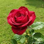 Iris Beverly - Facebook