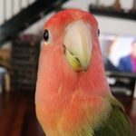 iris bird - @iiirisss_bbbirddd - Instagram