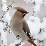 Iris the bird - @iristhebird_ - Instagram