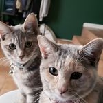 Iris & Blair - @los.2.gatos - Instagram