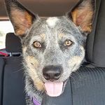 Iris "Izzy" Blair - @iristheblueheeler - Instagram