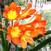Iris Bloom - @iris.bloom8 - TikTok