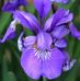 IRIS BLOOM - Facebook