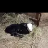 iris.booth - @iris.booth - TikTok