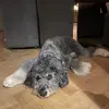 Irisbosch - @irisbosch0 - TikTok