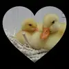 IrisBOSS6666 - @irisboss6666 - TikTok