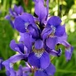 Iris 🌿 - @irisboyerbrigitte - Instagram
