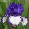 Iris Bradley - @irisbradley1 - TikTok