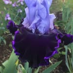 Iris Briggs - @iris.briggs.3 - Instagram