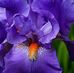 Iris Briggs - Facebook