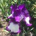 Iris Britton - Facebook