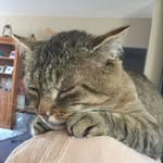 iris_brunehilde - @irisbrunehilde - Instagram
