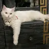 stellairisaryabryce🐾 - @stellairisaryabryce - TikTok