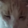 Iris Bueno - @iris.bueno19 - TikTok