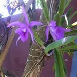 Iris Burgos - @burgos3359 - Instagram