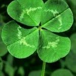 Edward McDermott - @the_irish_butcher - Instagram